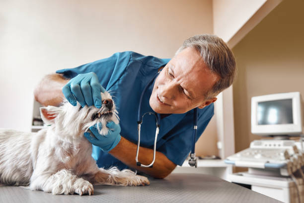 Best Emergency Dental Services for Seniors in Benjamin, UT